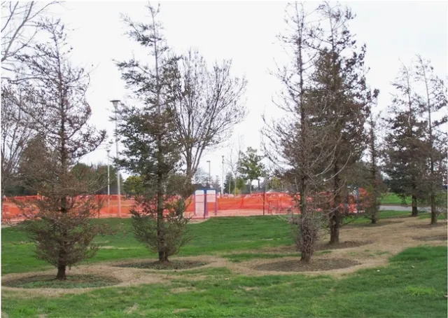 Dead redwood trees. (Ed Perry, UCCE Stanislaus)