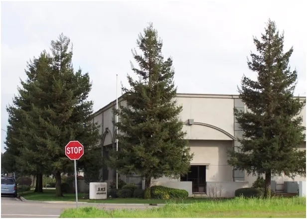 Healthy redwood trees. (Ed Perry, UCCE Stanislaus)