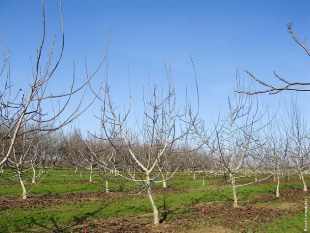 “We had a paradigm shift when we realized that lateral bearing walnuts do not have to be headed to grow during the training stage,” said Hasey, who worked with Bruce Lampinen on the research.
