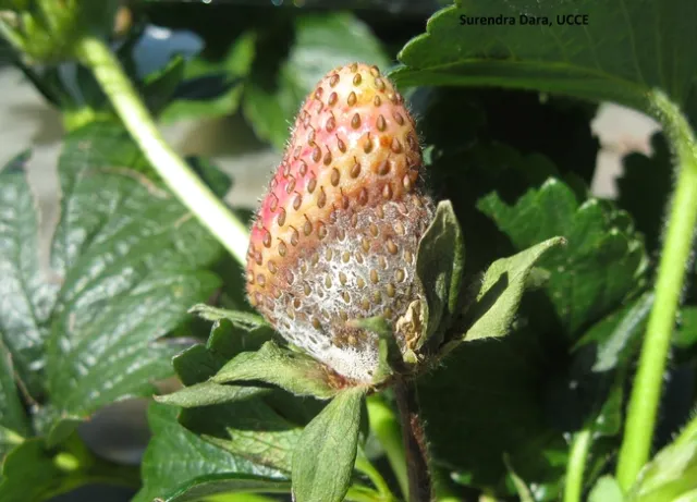 Botrytis fruit rot-Surendra Dara