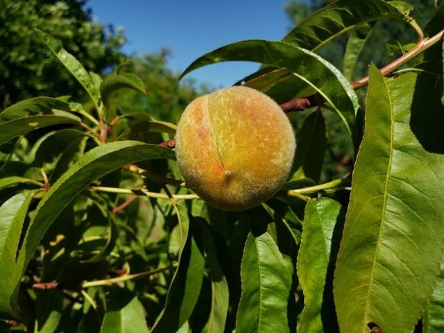 Peach tree