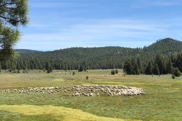 67145279 2229343180518323 6997212009695543296 n