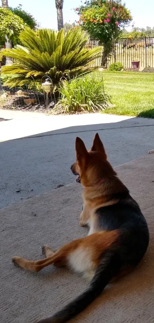 Sasha recovers from having a foxtail in her ear