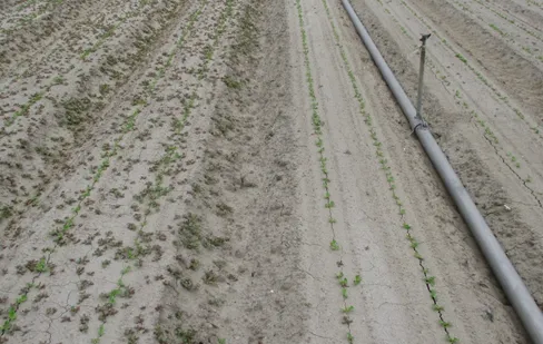 Figure 1. On left: Kerb at 3.5 pints/A applied at planting; On right Kerb at 3.5 pints/A+ Prefar at 1.0 gallon/A applied at planting. The main weed is common purslane which was not controlled by Kerb because it was pushed below the zone of germinating weed seeds by the germination water