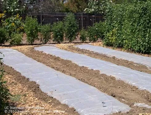 Solarizing planting beds in a garden. (Karey Windbiel-Rojas, UC IPM)
