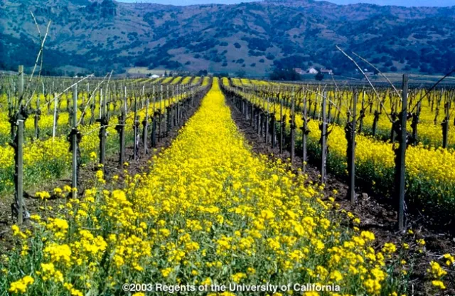 Mustard Cover Crop. Photo Credit: University of California.