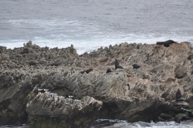 New Zealand fur seals make their way to Western Australia