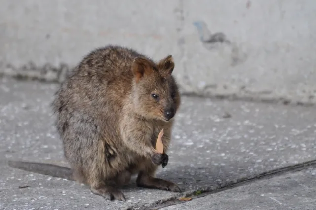 Quokka are everywhere on Rottnest Island