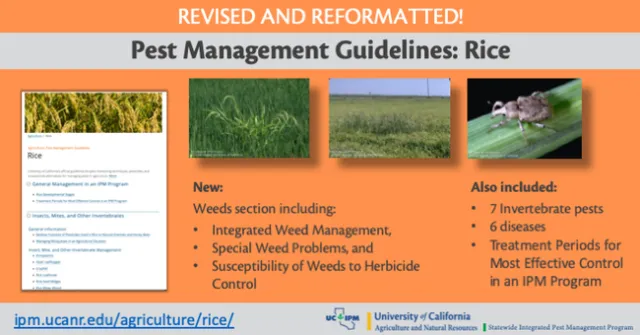 Infographic showing what is in the revised Pest Management Guidelines for Rice.
