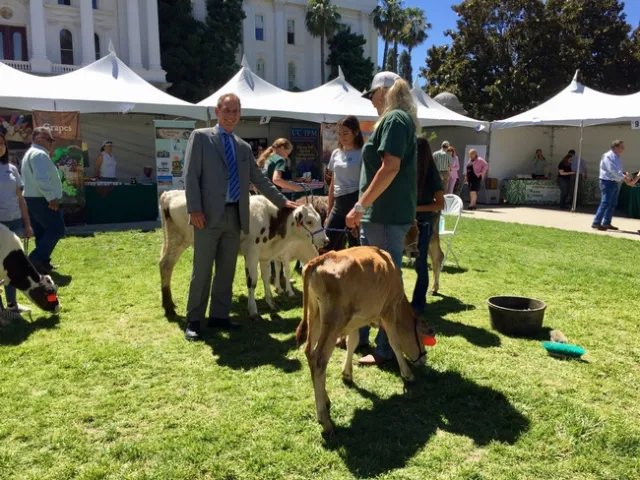 State senator Bob Wieckowski of Fremont talked with 4-Hers about raising dairy cows.