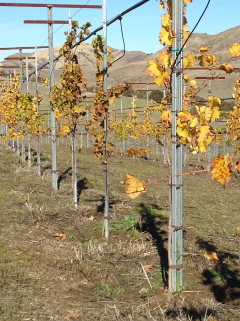 Photo courtesy of Sara Tiffany, Community Alliance with Family Farmers