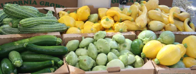wholesale dist_squash