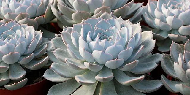 Hen and chicks (Echeveria “Imbricata”)