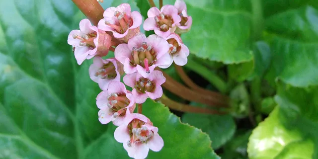 Winter blooming bergenia, (Bergenia crassifolia)
