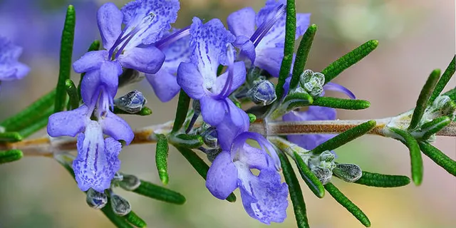 Ed Carman’s rosemary (Rosmarinus officinalis ‘Mozart’)