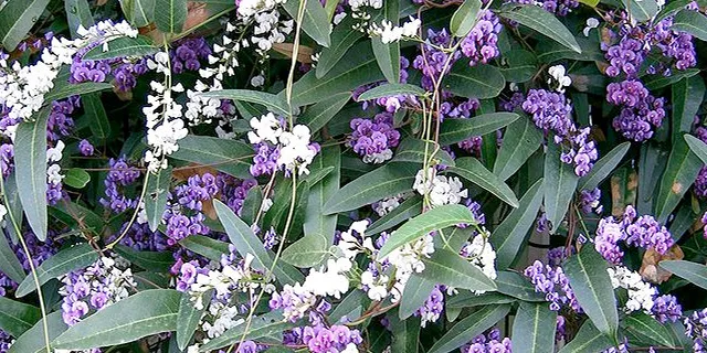 Lilac vine (Hardenbergia violacea)