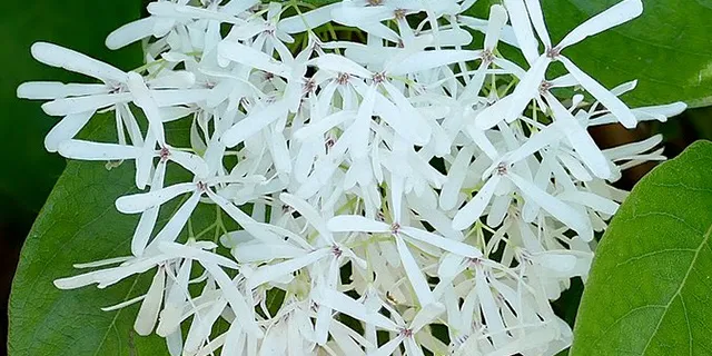 Chinese fringe tree (Chionanthus retusus)