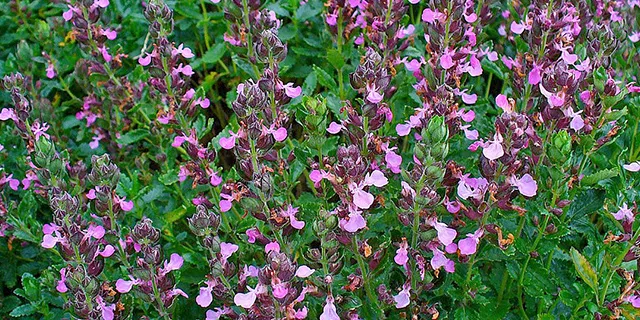 Dwarf germander (Teucrium chamaedrys ‘Nanum’)