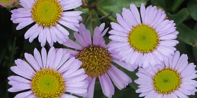 Wayne Roderick seaside daisy (Erigeron “W.R.”)