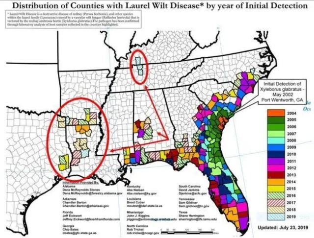 Laurel wilt map