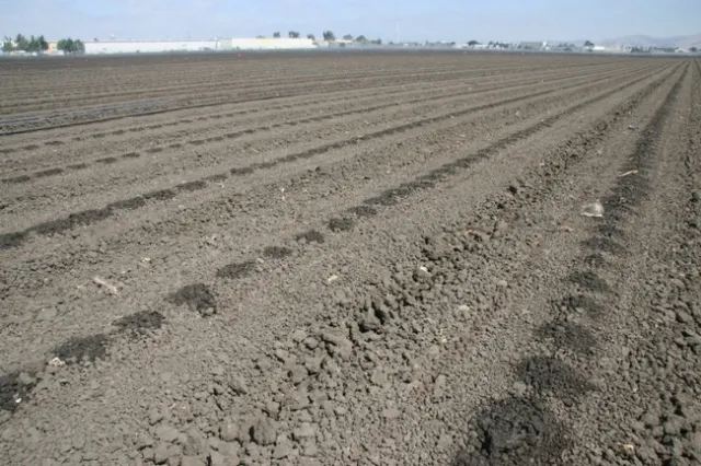 Photo 1. Seeded lettuce field being germinated with buried drip.
