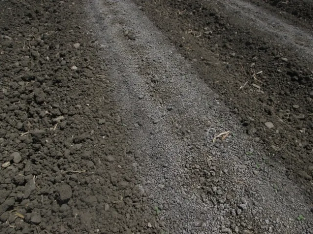 Photo 4. Salts accumulating on the soil surface following drip germination of lettuce.