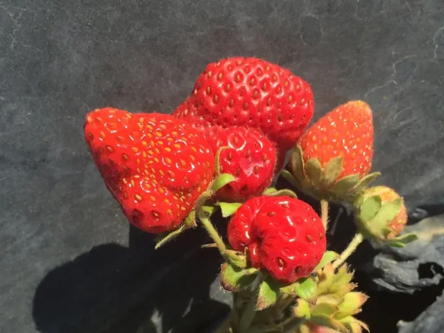 Unmarketable, but consumable strawberries