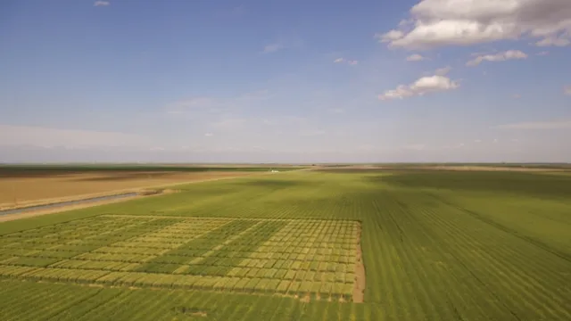 UC Small Grains Variety Trial, Fresno Co. CA
