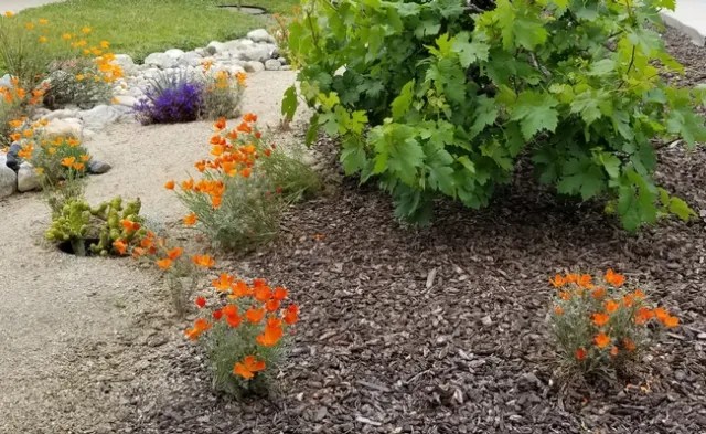 California Poppies in dry creek garden in Rancho Cucamonga, photo by Cathi Bibeau