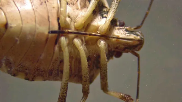 This photo of the BMSB's underside shows the long, needle-like mouth part.