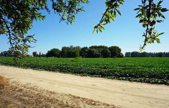 Adjacent to the BMSB-infested almond orchard, an abandoned home site is surrounded by an unmanged grove of tree-of-heaven, an invasive plant from Asia that is attractive to BMSB.