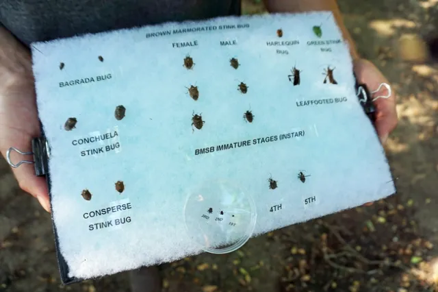 An insect display enables field day participants to compare insects commonly found in orchards. BMSB males and females are in the center.