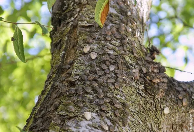 A tree in midtown Sacramento where BMSB aggregated. Established populations have been found in residential areas of 16 California counties from Butte and Glenn counties in the north to Fresno in the south. A population has also been found in Siskiyou County.
