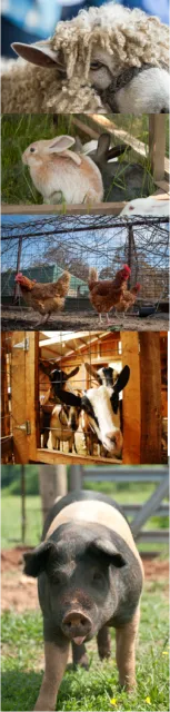 Small scale livestock - most from USDA Flickr