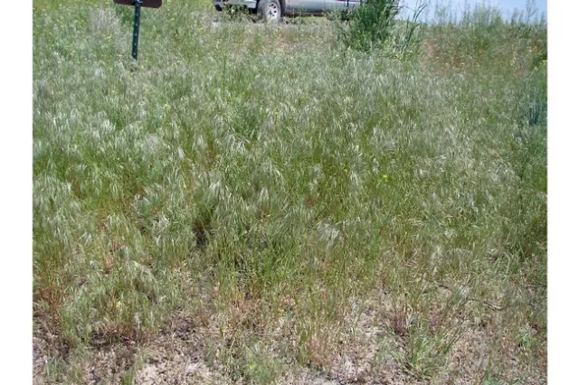 A patch of brome grasses along side a road.
