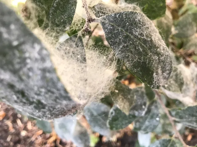 Waxy deposits left behind by giant whiteflies. (Linda Schultz)