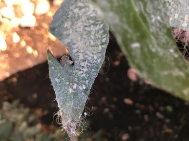 Giant whiteflies on a leaf. (Linda Schultz)