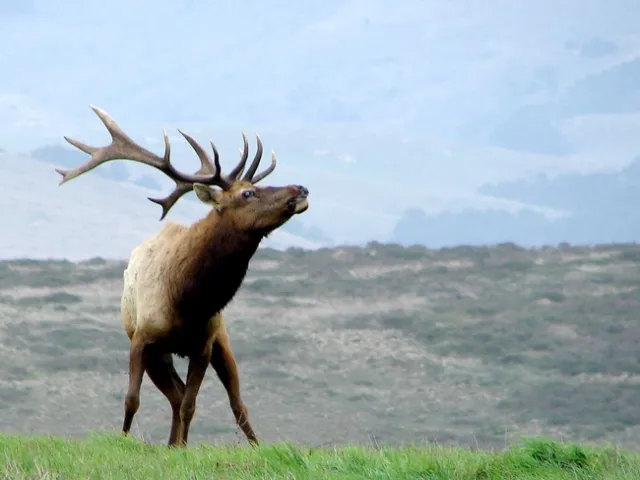 Photo credit: Bryan Voelker