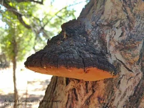 A conk, the fruiting body of the fungus <i>Phellinus ignarius</i> on black walnut. (Credit: AJ Downer, UCCE Ventura County)
