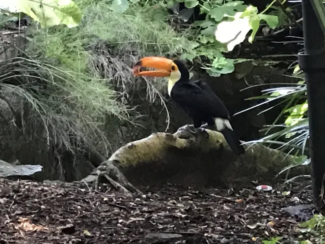 Mark Bell visits the San Diego Zoo