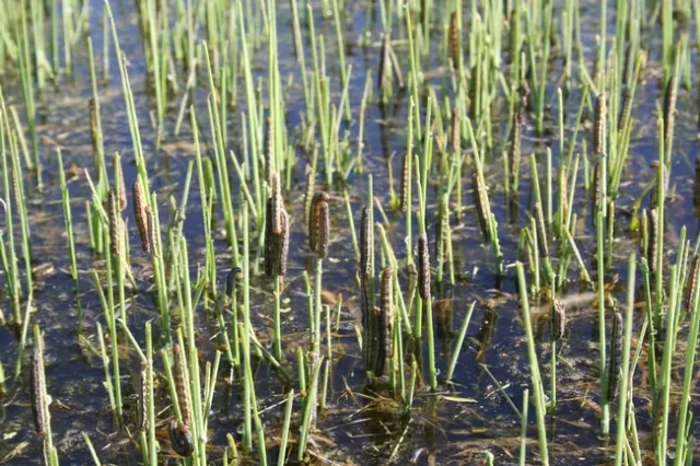 Armyworms can eat the rice foliate or panicles, reducing crop yields.