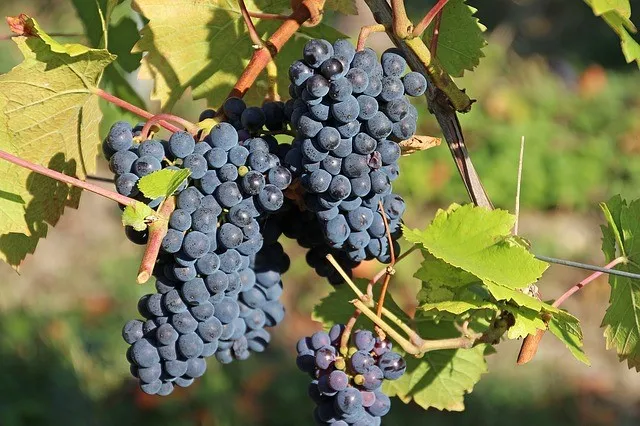 grapes