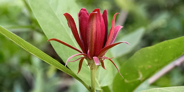 Western Spice Bush (Calycanthus occidentalis)
