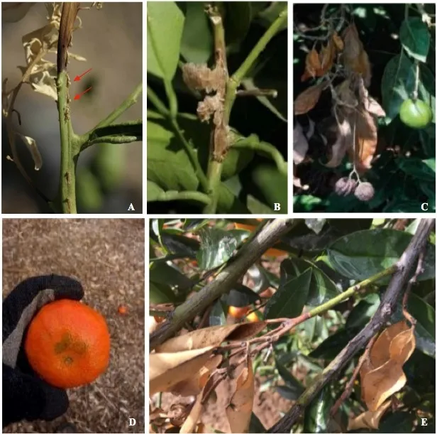 citrus gummosis twig