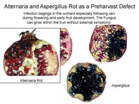 pomegranate black heart