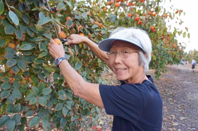Jean Suan harvests persimmons, fruit that is easy to grow and creates a beautiful landscape display.
