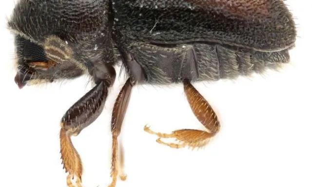 loquat killing beetle