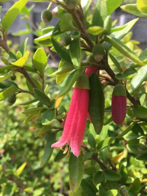 Photo By Linda Lewis Griffith