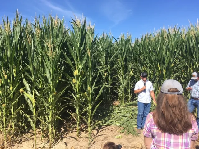 Richard Mayo of DeJager Dairy explaining the management of the subsurface drip-irrigated corn field behind him