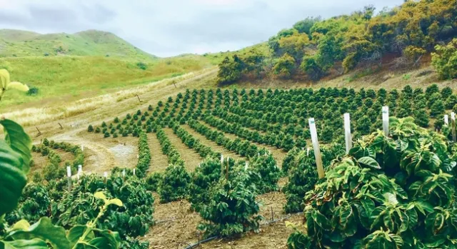 Coffee at Rancho Filoso. Photo credit Lisa Tate.